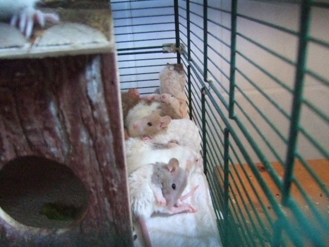 Farbrattenwelpen - Ratten - Petershausen