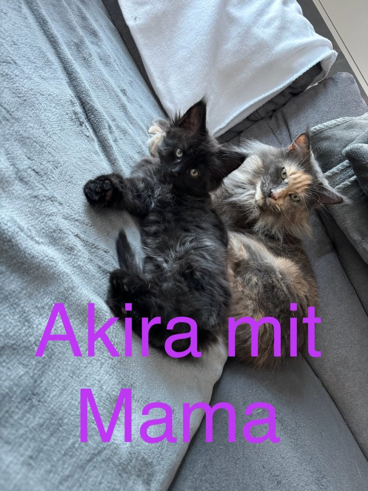 Reinrassige Maine Coon kitten - Katzen - Ichenhausen