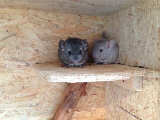Süße Chinchilla Babys mit Stammbaum! Handzam! - Sonstige Haustiere - Nürnberg
