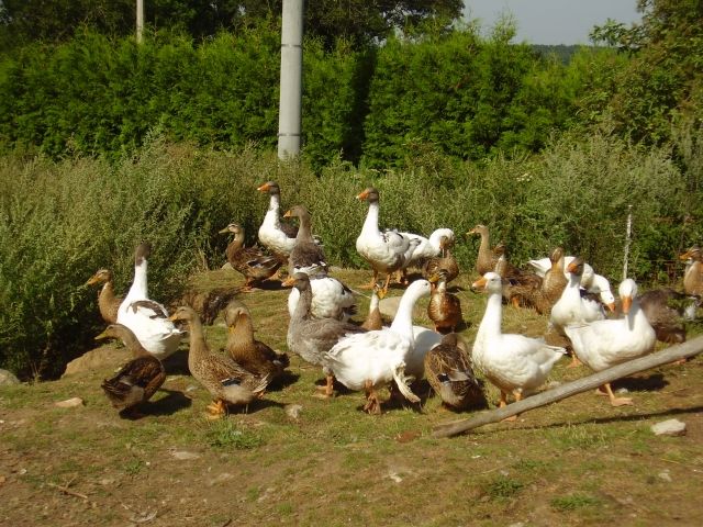 Pommerngänse - Sonstige Nutztiere - Laage