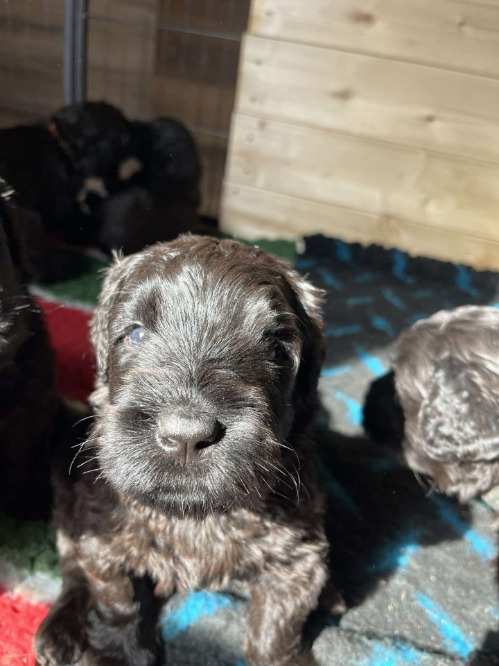 Schwarzer Terrier welpen zu Verkaufen - Hunde - Szombathely