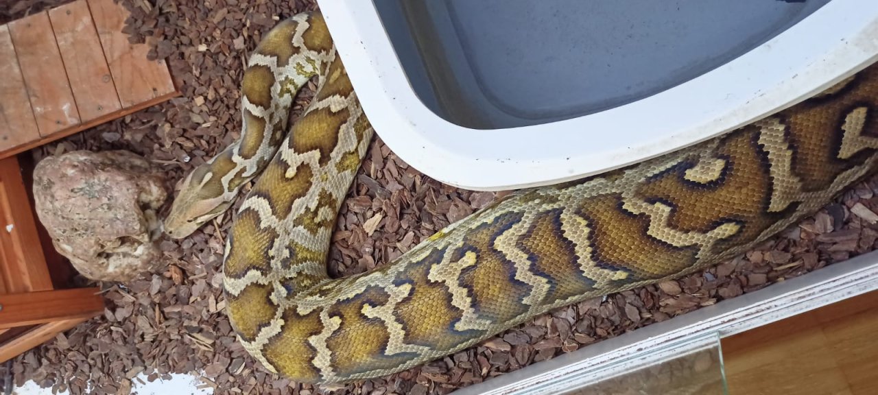 Heller Tigerpython (python molurus molurus (pimbura) - Reptilien - Talheim