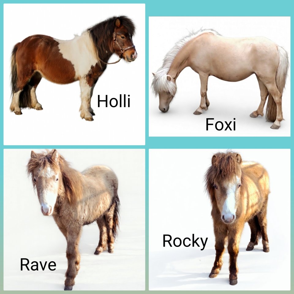 Ponys in Sonderfarbe - Pferde - Wetzlar