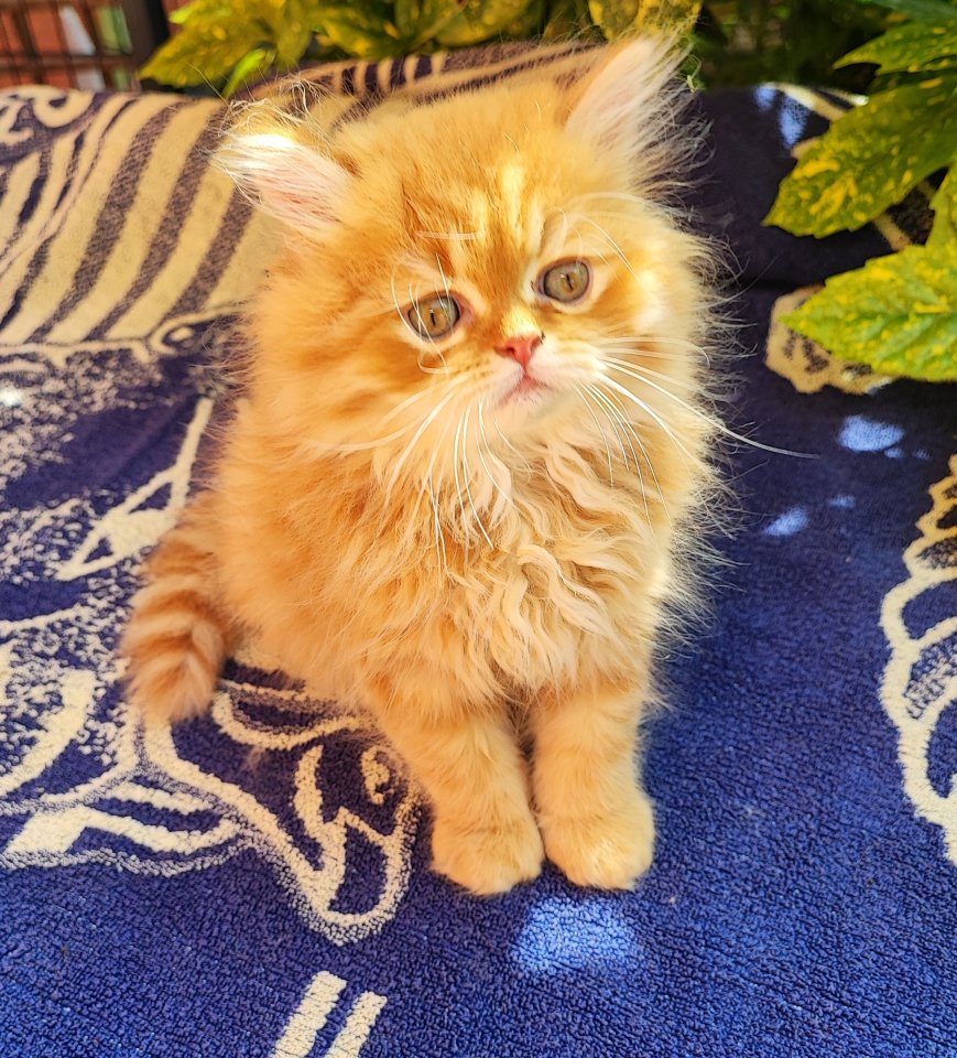 Perser Kitten  baby Ab ende Mai  2024  dürfen unsere zwei Kitten ausziehen - Katzen - Worms