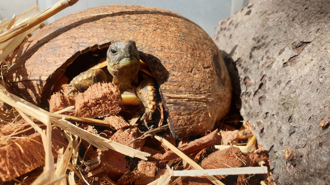 Griechische Landschildkröten - Reptilien - Sitzenroda