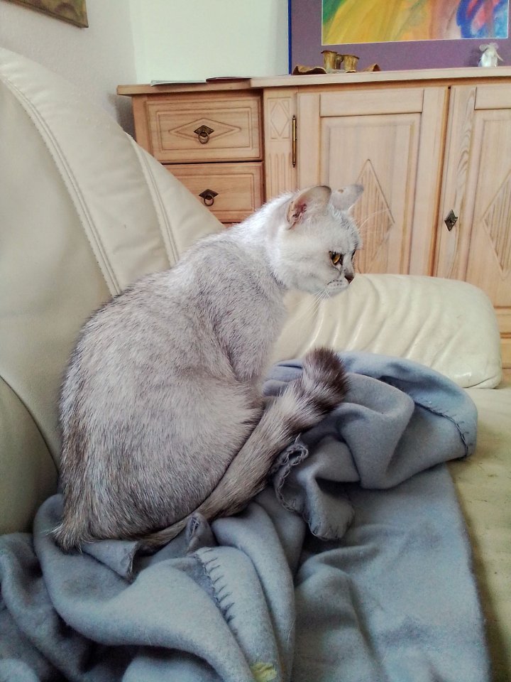 Bildschöne Bkh-Diva in Black- Silver Shaded - Katzen - Troisdorf