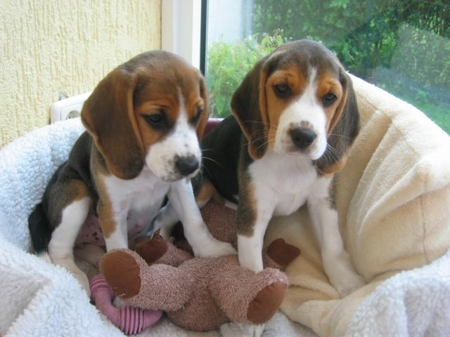 Beaglewelpen bei Berlin und Brandenburg - Hunde - Dallgow-Döberitz