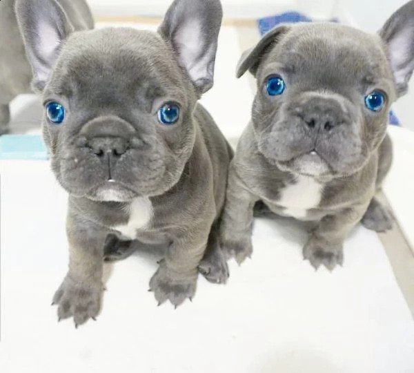Französische Bulldoggen Welpen Blue Lilac mit Ahnentafel - Hunde - Luxemburg