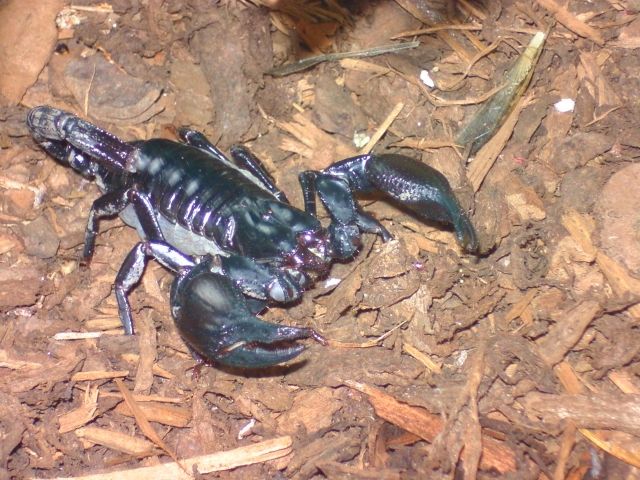 VK kopletes Terrarium Mit scorpion Heterometrus laoticus  - Insekten - Leverkusen