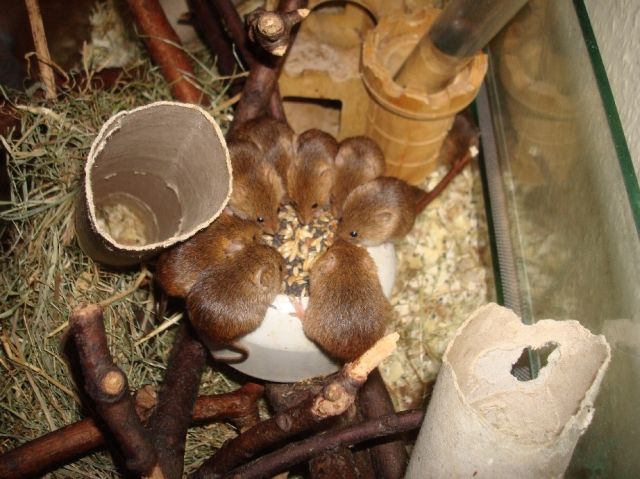 Eurasische Zwergmäuse abzugeben - Maeuse - Solingen
