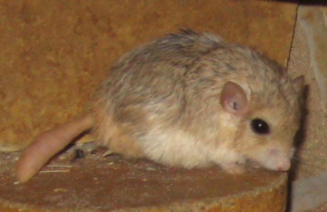 Dickschwanzrennmaus, Pachyuromys duprasi abzugeben - Maeuse - Borna bei Leipzig