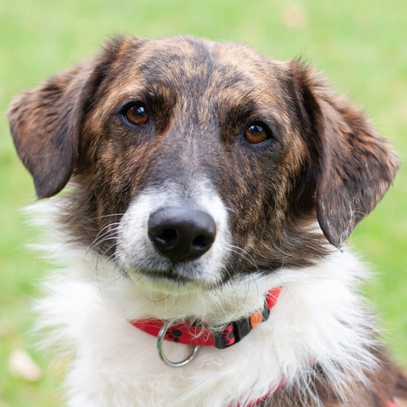 JUANITO - männlich 1 Jahr 35 cm 9 kg Mix gechipt kastriert - Hunde - Lauf an der Pegnitz