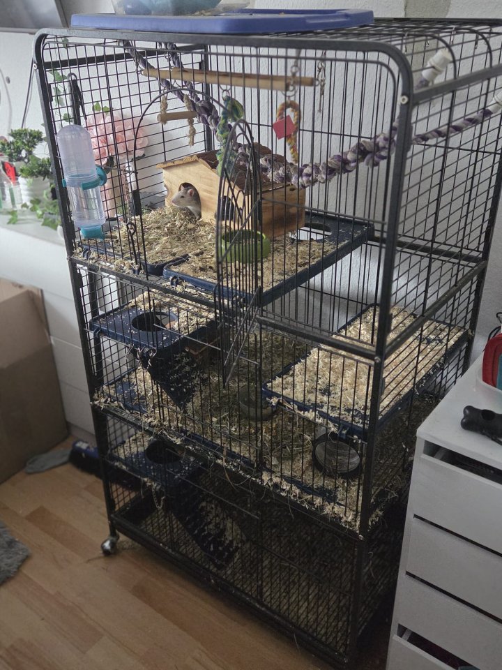 2 Farbratten zu verschenken mit Käfig - Nagetiere - Delitzsch