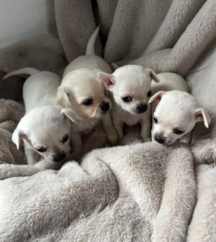 4 Chihuahua-Welpen zu verkaufen. 3 Männer und 1 Frau - Hunde - Frankfurt am Main