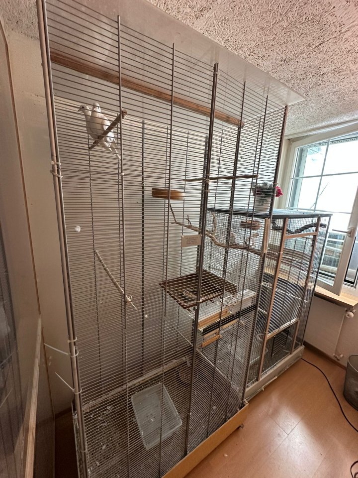 4 Java Tauben (Lachtauben) Handzahm inkl. 2 Volierene - Voegel - Basel