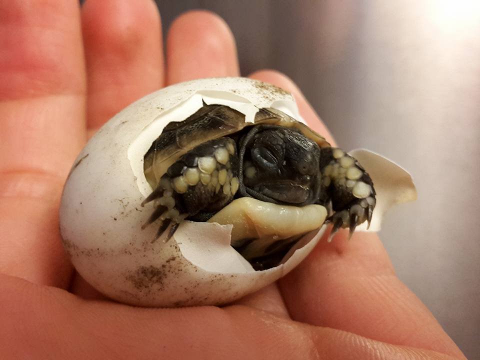 Nachzuchten Griechische Landschildkröten Testudo hermanni boettgeri zu verkaufen - Reptilien - Lahnau