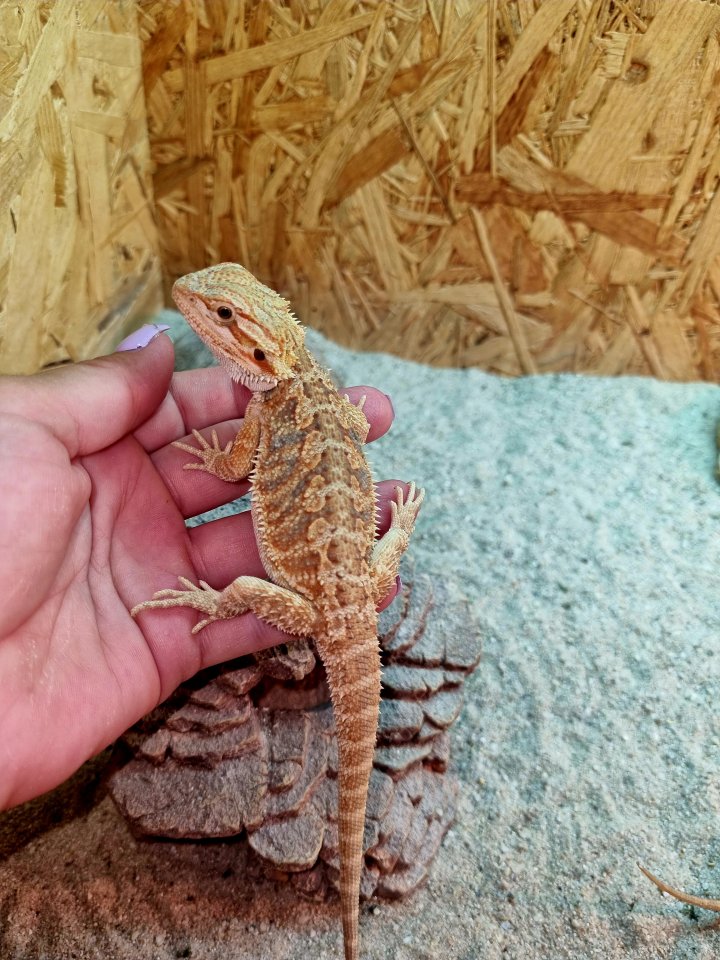 Farb Bartagame Jungtiere ( pogona vitticeps) - Reptilien - Offstein 