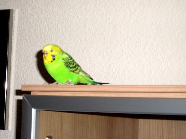 Wellensittich - Voegel - Ense