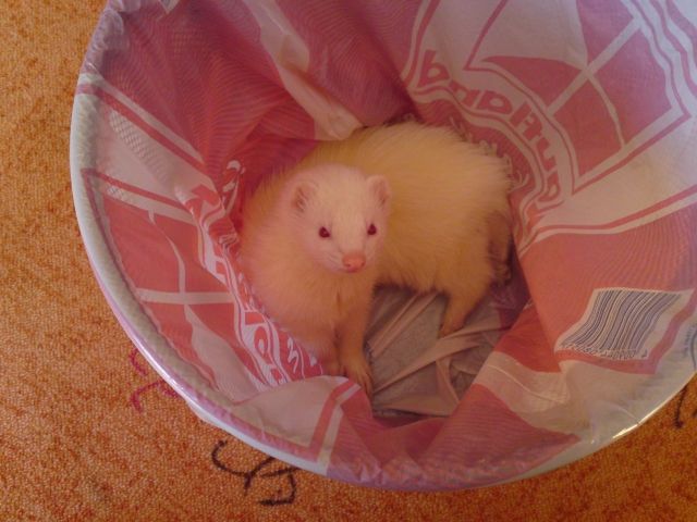 Ich verkaufe eine weißes Albino frettchen Fähe - Frettchen - viersen