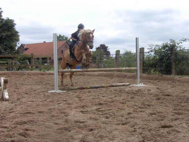 Suche Pferd zum Pflegen und Reiten nähe von Minden und Umgebung!!! ! - Sonstiges - 