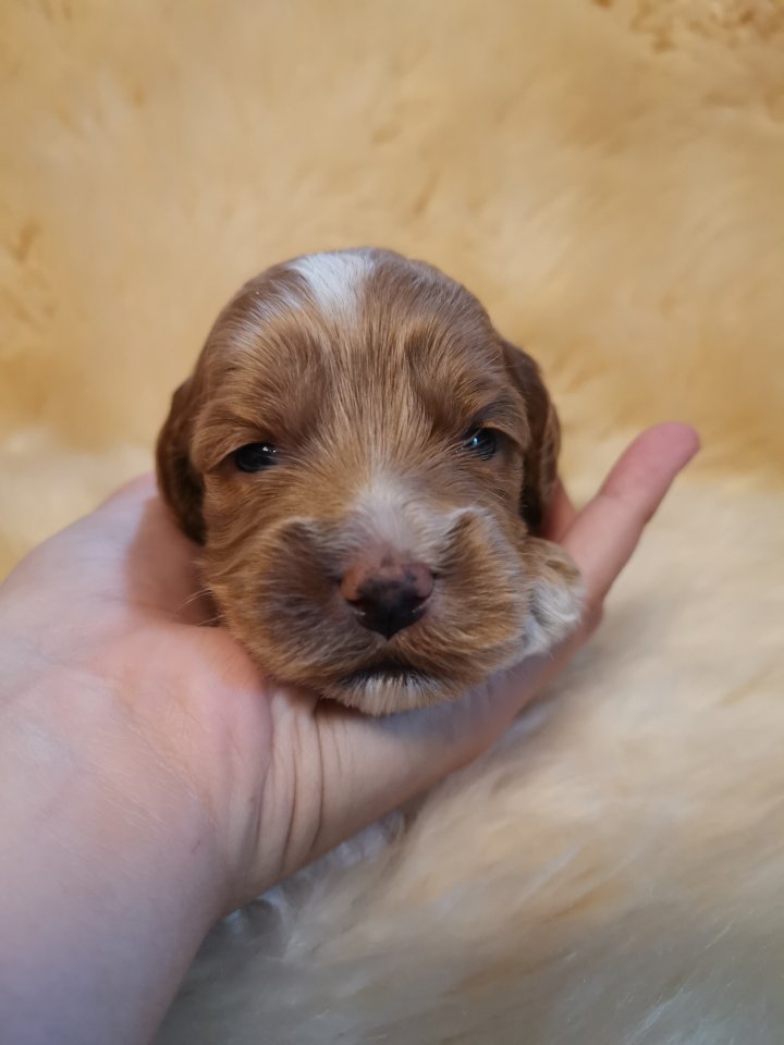 Bildhübsche Cockerdoodle / poo - Hunde - Raab