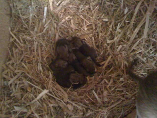 Degu Babys zu verkaufen - Nagetiere Allgemein - Dudenhofen