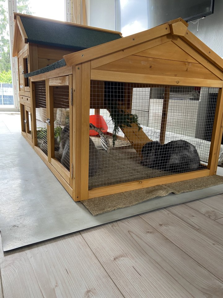 Zwerkaninchenpaar inkl allem Zubehör - Nagetiere - Herten