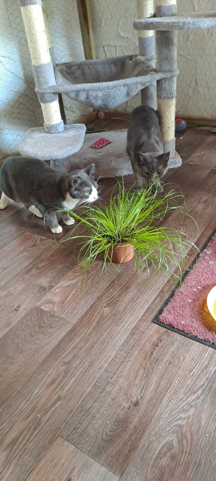 Auf der Suche nach einem liebevollen Zuhause: Zwei besondere Katzen suchen gemei - Katzen - Nettersheim