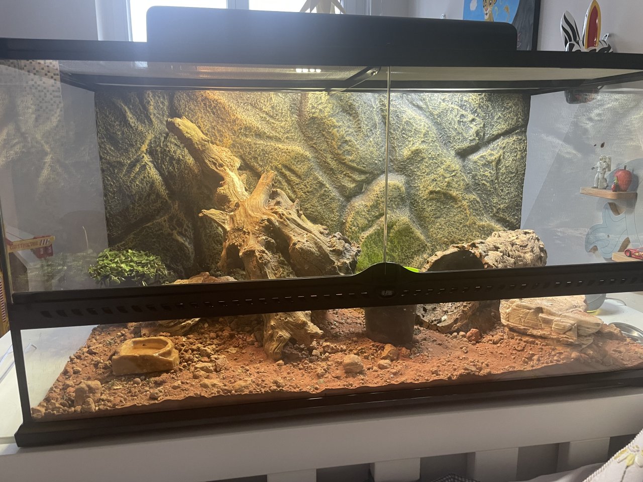 Exo Terra Terrarium – Komplett ausgestattet - Reptilien - Frankfurt am Main