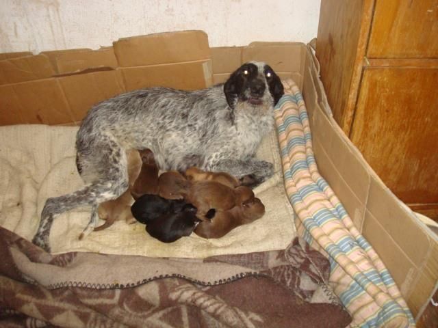 Drahthaar Mutter und ihre 6 Welpen aus Bulgarien in Not - Tiere In Not - Carlsberg