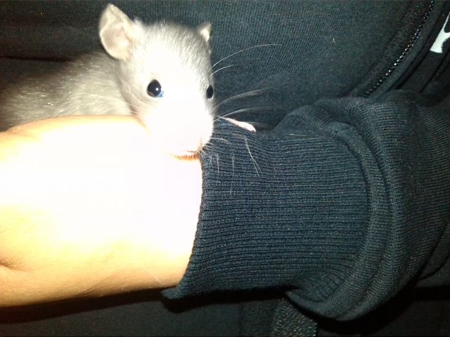 Glücksrattenkinder : ) - geb.: 11.12.13 !!! - Ratten - Berlin