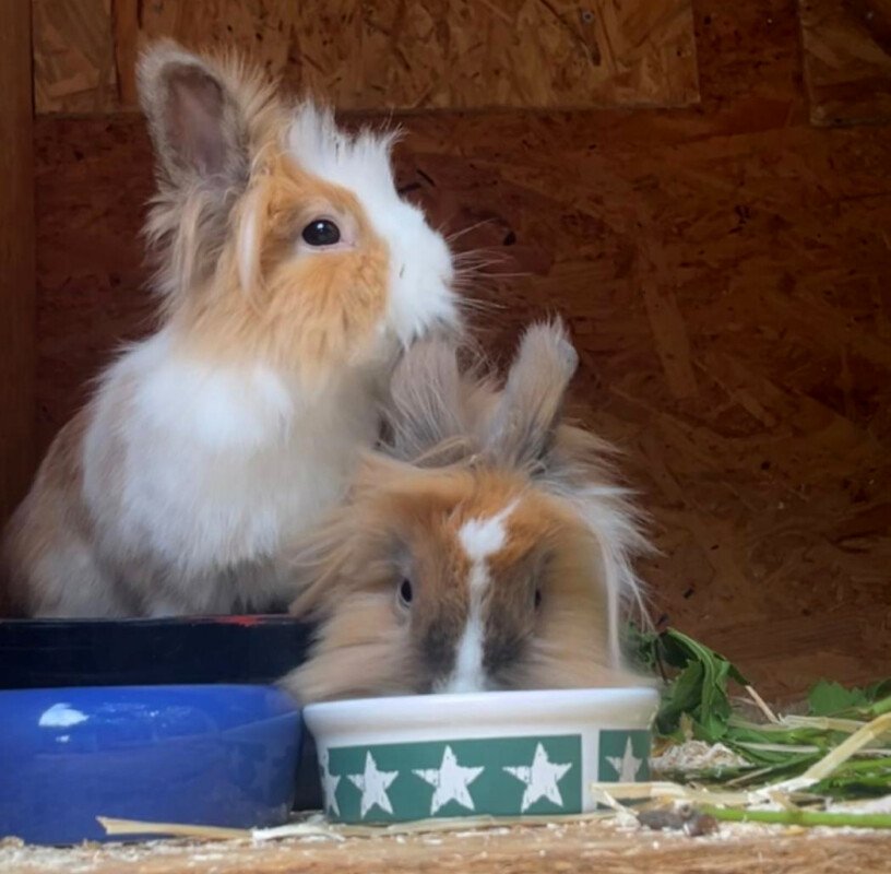 Abby und Luna - nur gemeinsam - weiblich 2 Jahre Löwenköpfchen - Nagetiere - Lauf an der Pegnitz