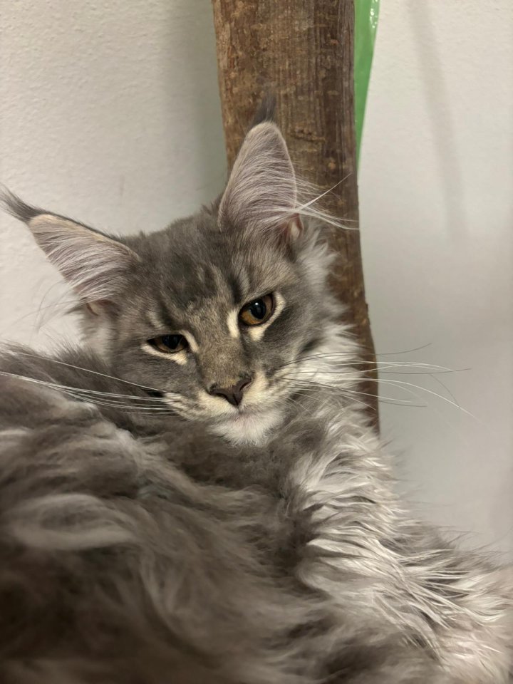 4 süsse Maine Coon - Katzen - Todtenweis
