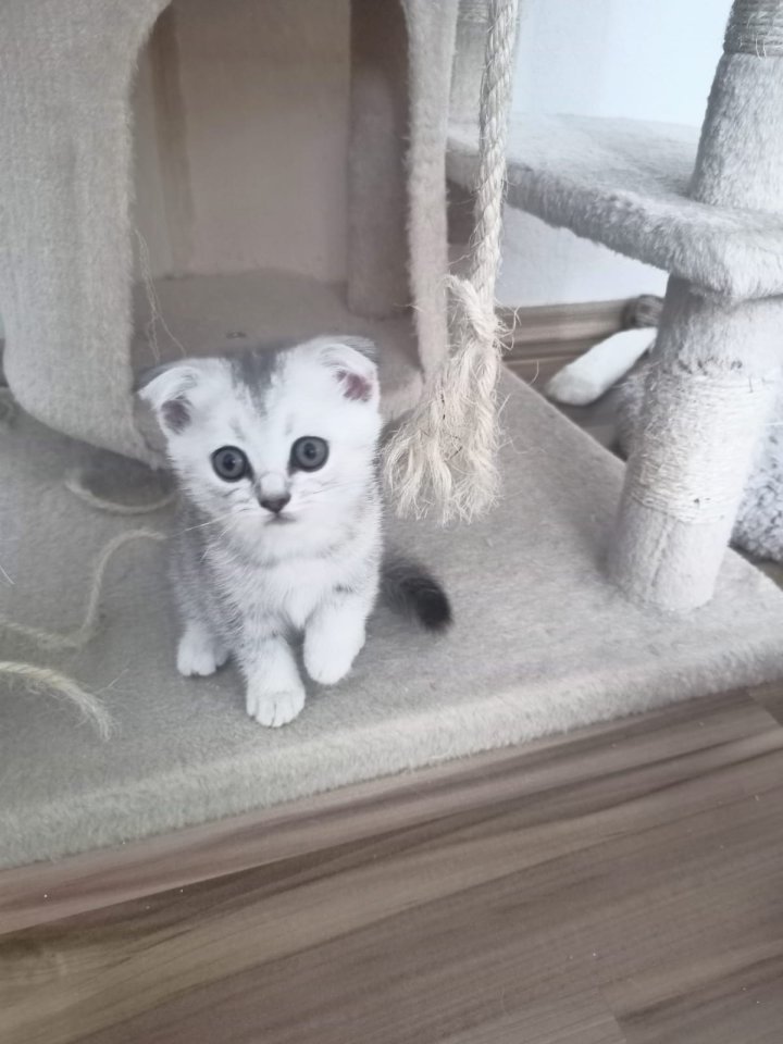 Wunderschöne Rasse Kätzchen suchen dich - Katzen - Steinheim am Albuch