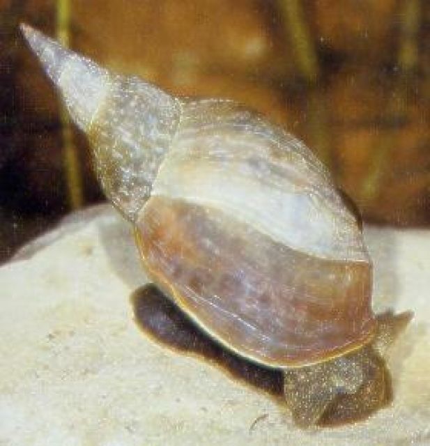 Posthornschnecken-Sumpfdeckelschnecken-Spitzhornschnecken - Entlaufen Zugelaufen - Handewitt