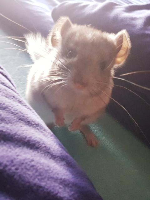 2 Chinchilla Jungtiere abzugeben  - Nagetiere Allgemein - Zwickau