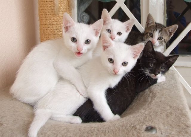 Super süße Stubentiger suchen liebevolle Hände - Katzen - groß zimmern