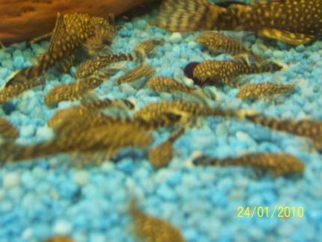  Welse / Scheibenknutscher-Jungtiere aus Hobbyzucht zu Verkaufen - Aquarien und Zubehoer - Erfurt