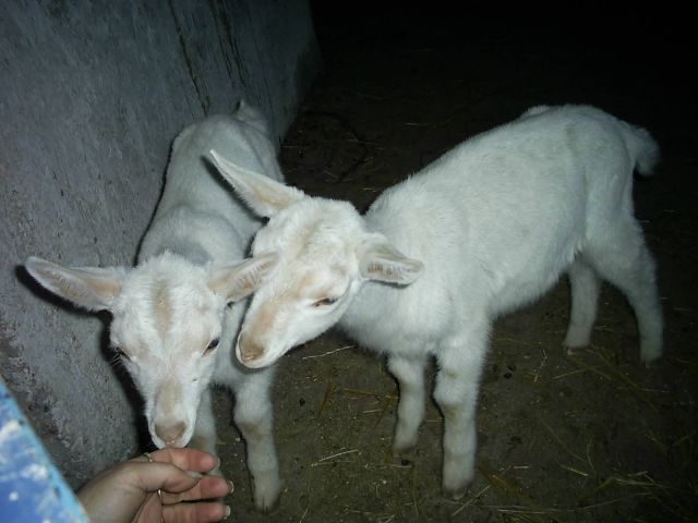 2 Süße kleine Ziegen !!!!! - Nutztiere - Werther