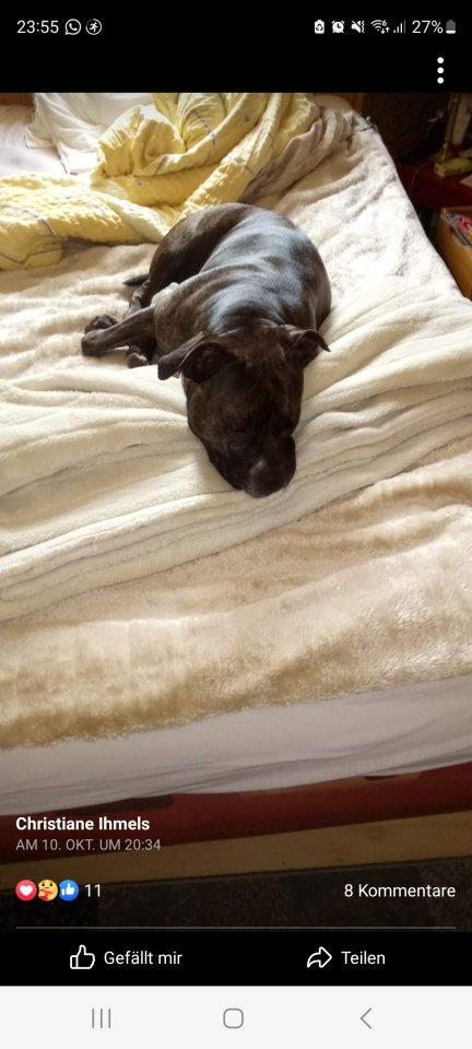 DRINGEND American Staff - Hunde - Hannover