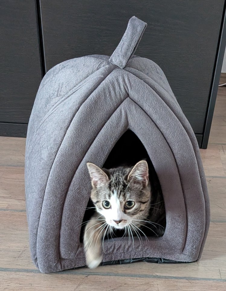 Niedliche Kitten (männlich), getigert, 4 Monate - Katzen - Übach