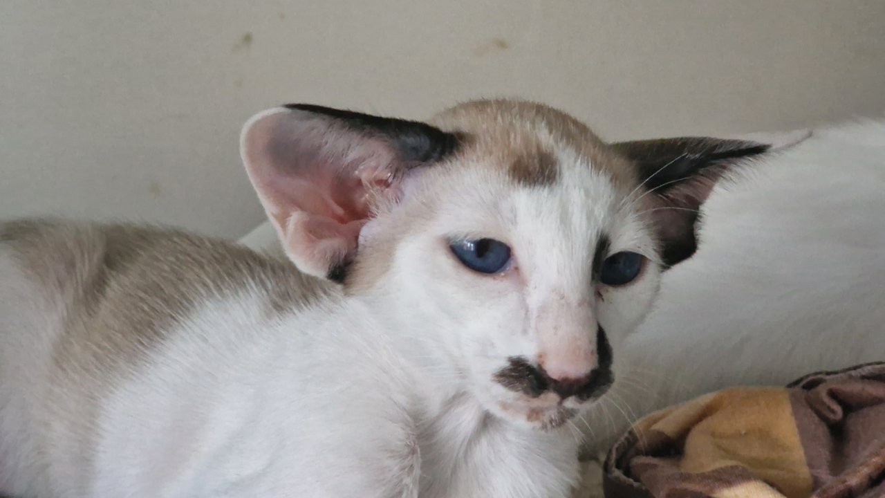 Siamesen und Balinesen - Katzen - Berlin