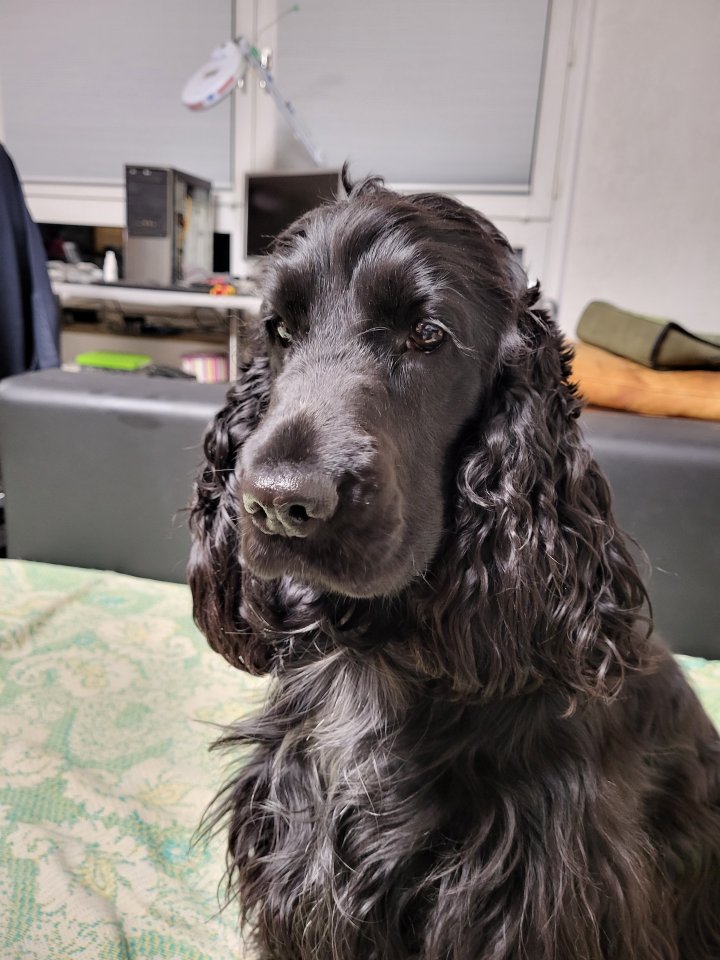 Suche Deckrüde English Cocker Spaniel - Hunde - Fulda
