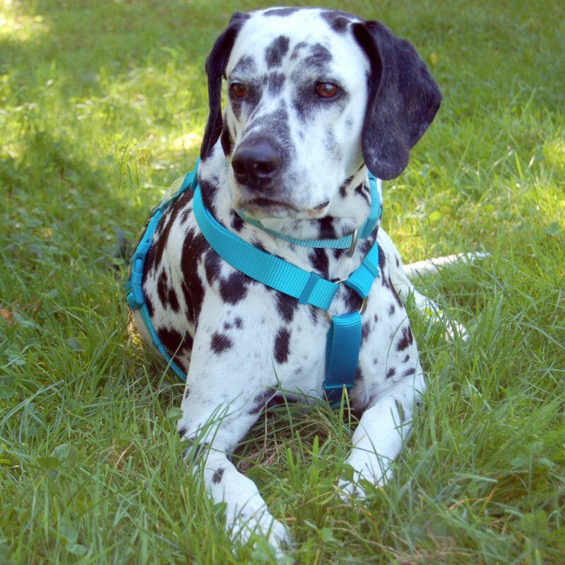 FIONA DA - weiblich  8 Jahre  58 cm  28 kg  Dalmatiner  Gechipt - Hunde - Lauf an der Pegnitz