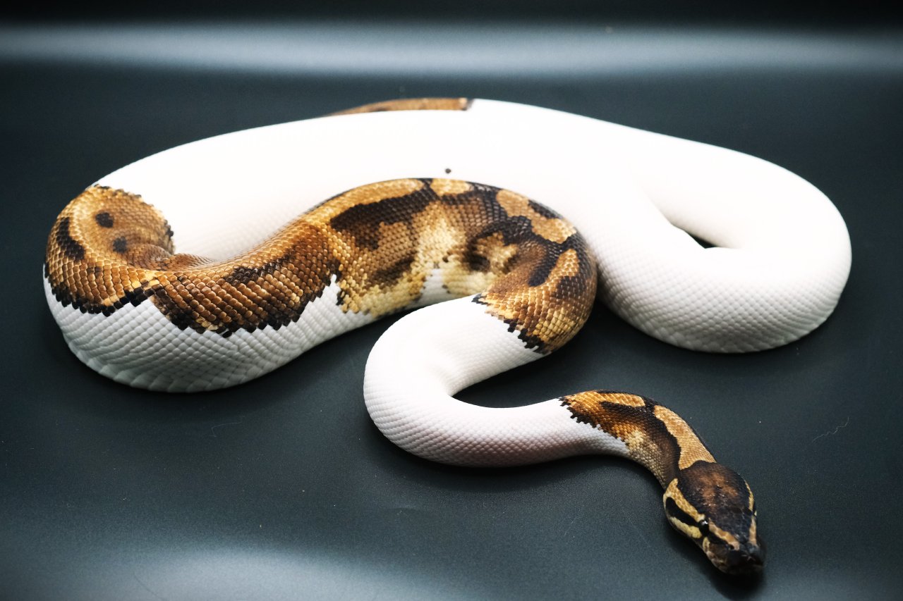 1.0 Orange Dream Pied Proven Breeder - Reptilien - Kalkar