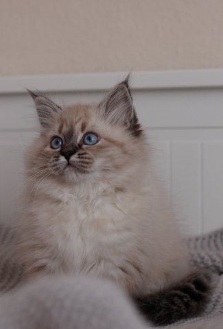 Reinrassige Neva Masquarade/Sibirische mit Papiere - Katzen - Auerbach/Vogtland