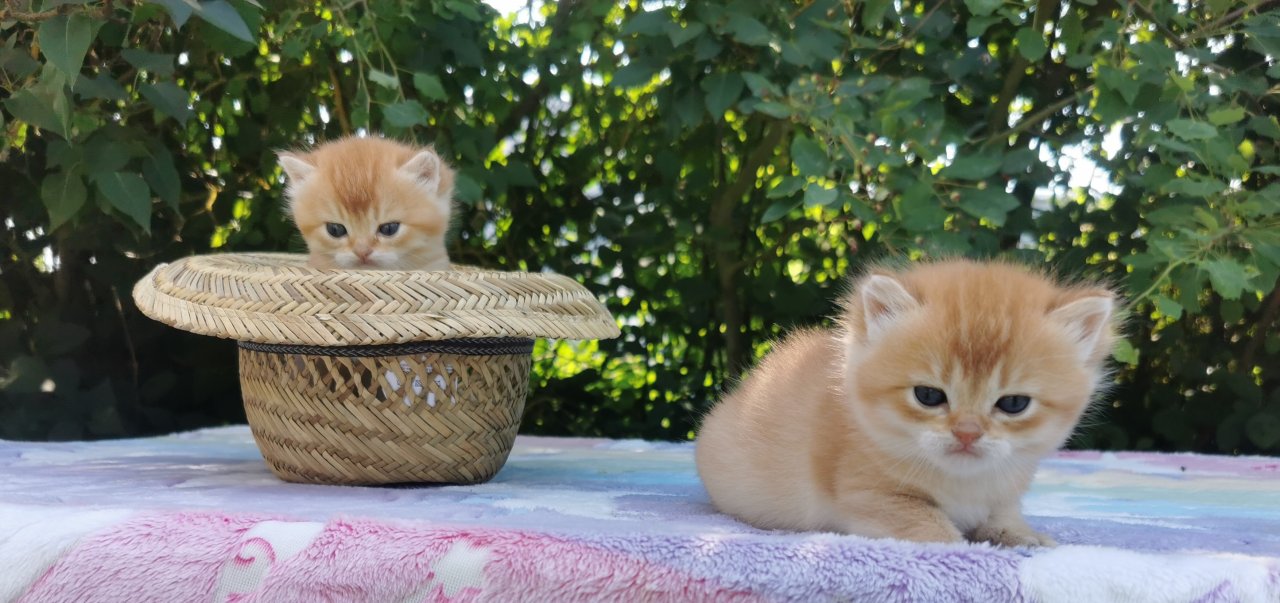 BKH Kätzchen by 11(Jungs) - Katzen - Diez