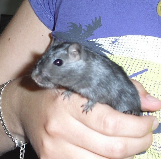 Schwarze Rennmaus zu verschenken - Nagetiere Allgemein - Erfurt