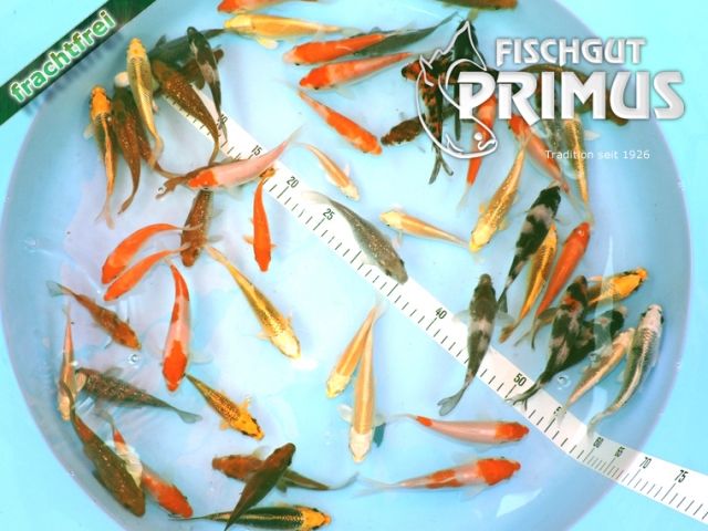 20 Koi - Koi-Paket  EXTRA  - Größe 10-12 cm - Fische - Iserlohn