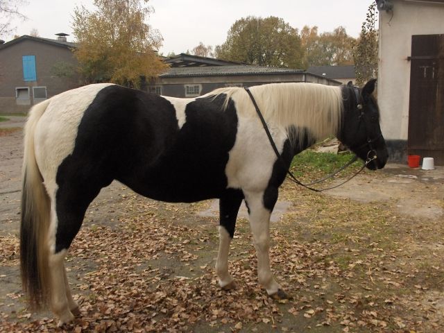 American Paint Horse Stute - Pferde - Recklinghausen
